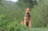 AIREDALE TERRIER 152